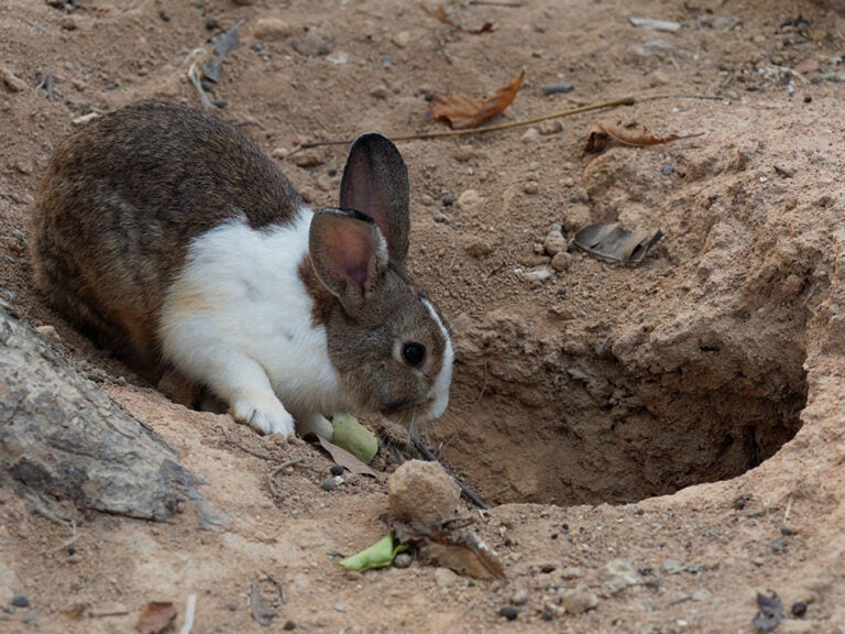 Rabbit staring down a hole in the ground.