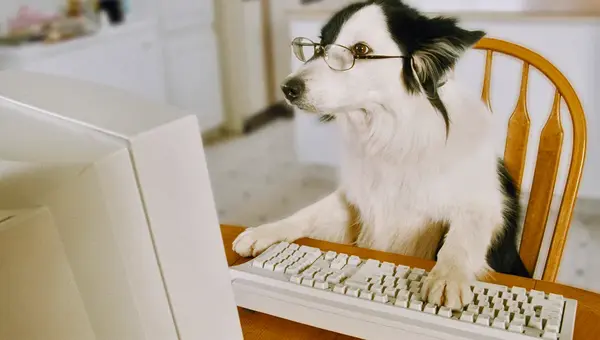 A dog wearing glasses sitting at a computer keyboard, staring at the screen attentively.